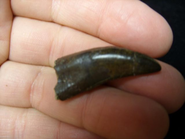Nannotyrannus lancensis Dinosaur Tooth (093820a)
