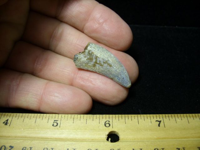 Nannotyrannus lancensis Dinosaur Tooth (093020g)