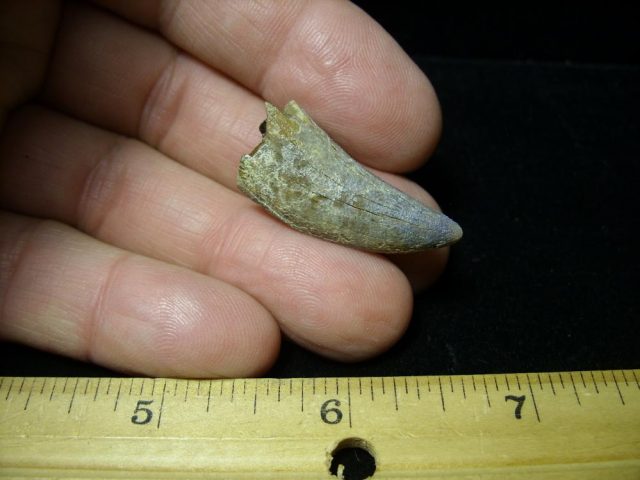 Nannotyrannus lancensis Dinosaur Tooth (093020g) - Image 2