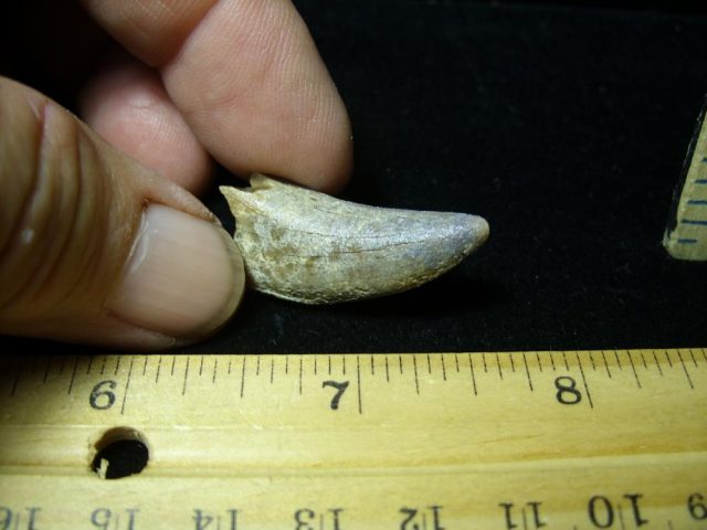Nannotyrannus lancensis Dinosaur Tooth (093020g) - Image 3