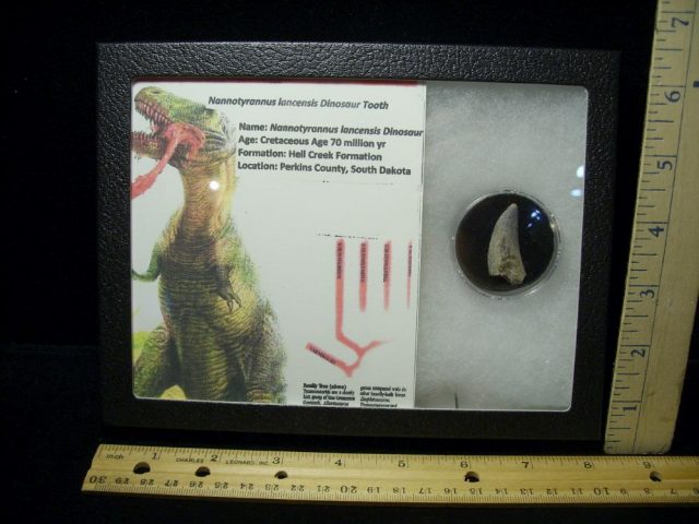 Nannotyrannus lancensis Dinosaur Tooth (093020g) - Image 4