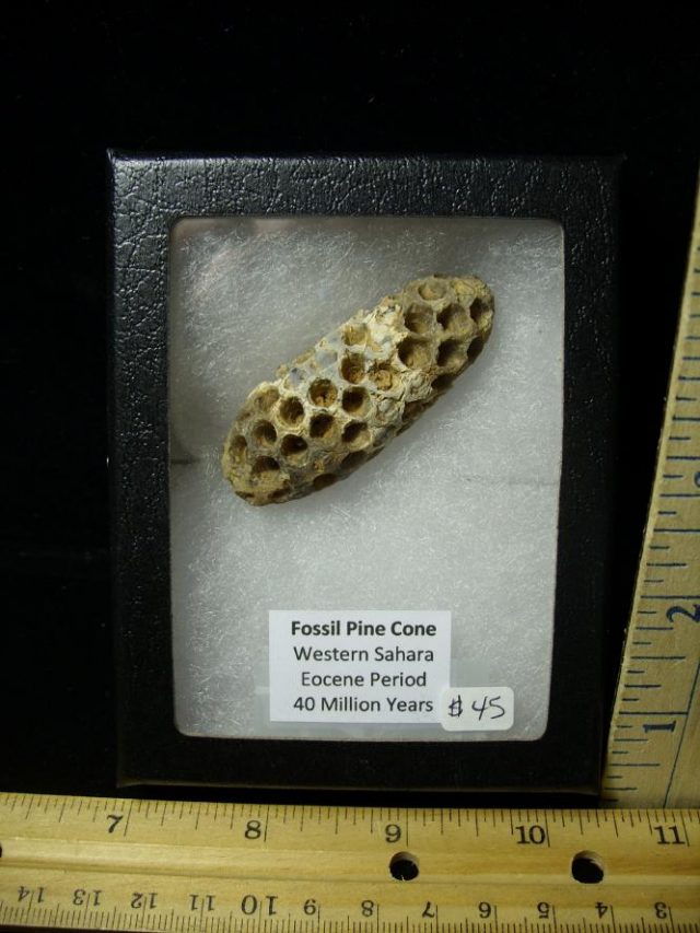 Fossil Pine Cone  (100220b)