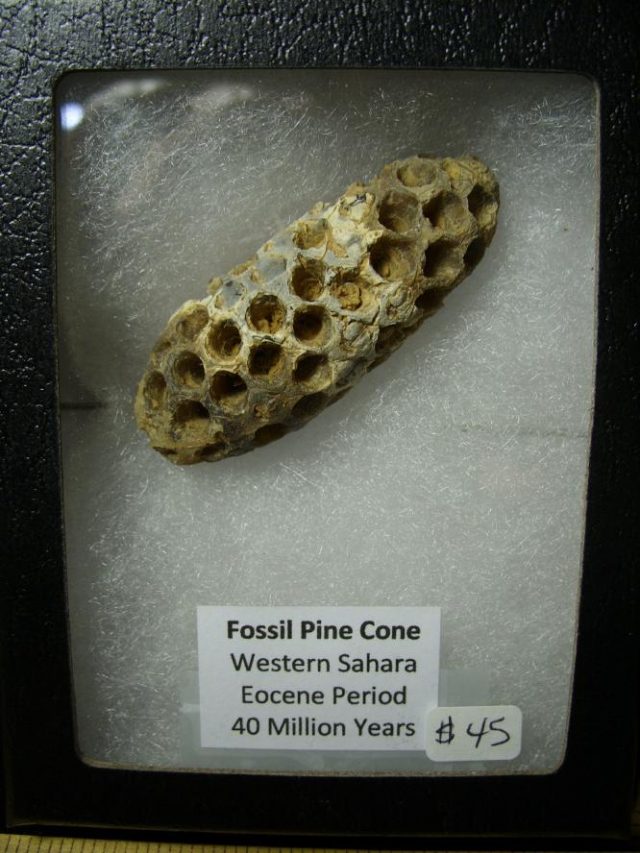 Fossil Pine Cone  (100220b) - Image 2