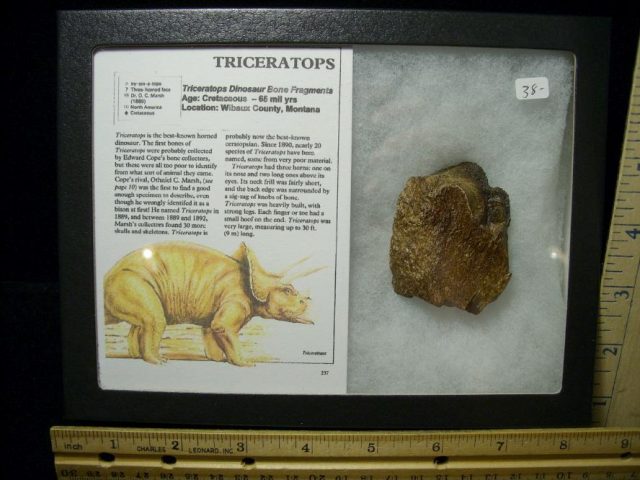 Triceratops Dinosaur Bone Fragments (100220c)