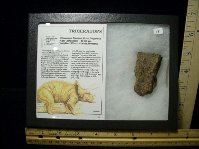 Triceratops Dinosaur Bone Fragments (100220d)