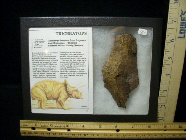 Triceratops Dinosaur Bone Fragments (100220e)