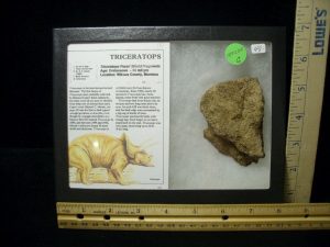 dinosaur shield head