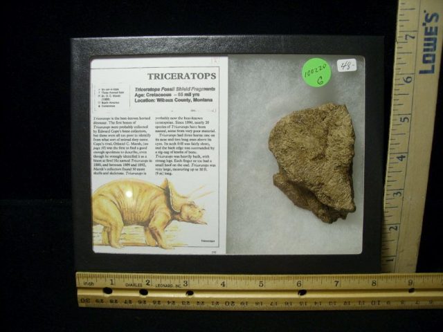 Triceratops Dinosaur Shield Fragment (100220g)