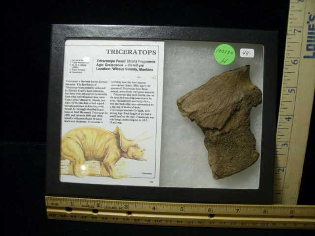 Triceratops Dinosaur Shield Fragment (100220h)