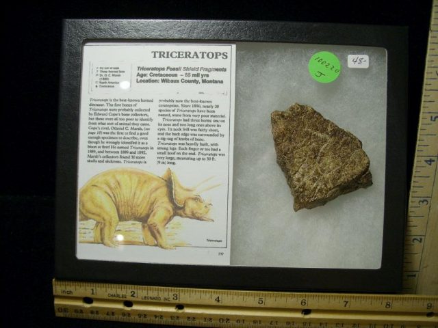 Triceratops Dinosaur Shield Fragment (100220j)