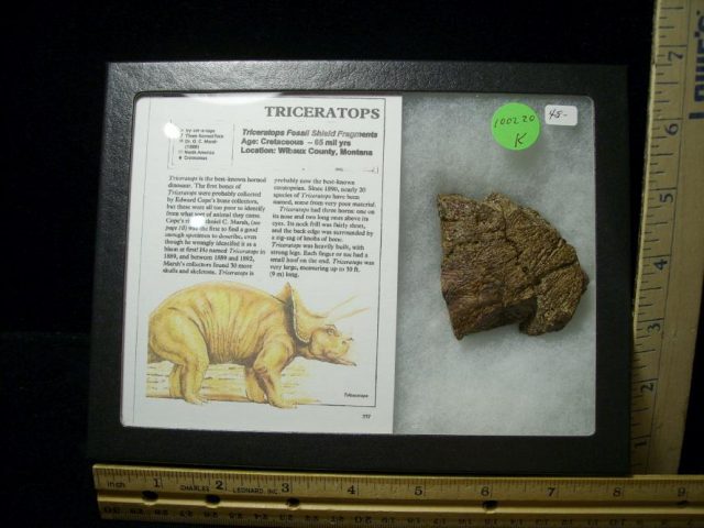 Triceratops Dinosaur Shield Fragment (100220k)