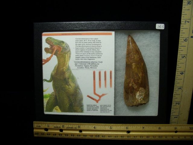 Carcharodontosaurus  Dinosaur Tooth (100320d)