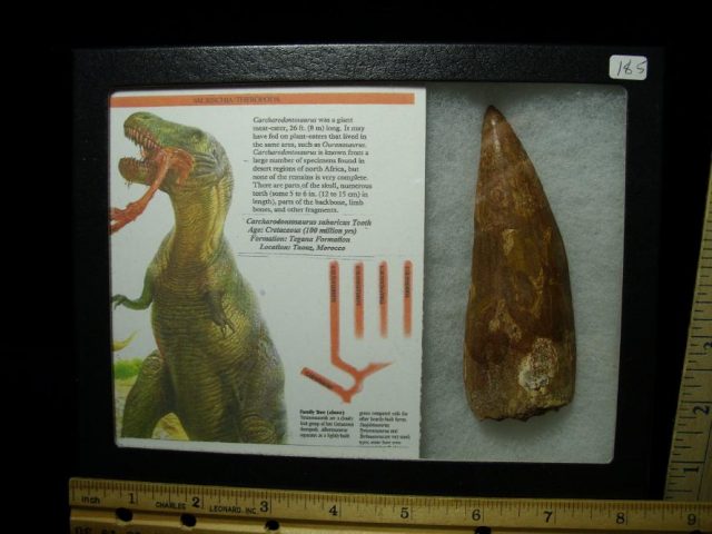 Carcharodontosaurus  Dinosaur Tooth (100320d) - Image 2