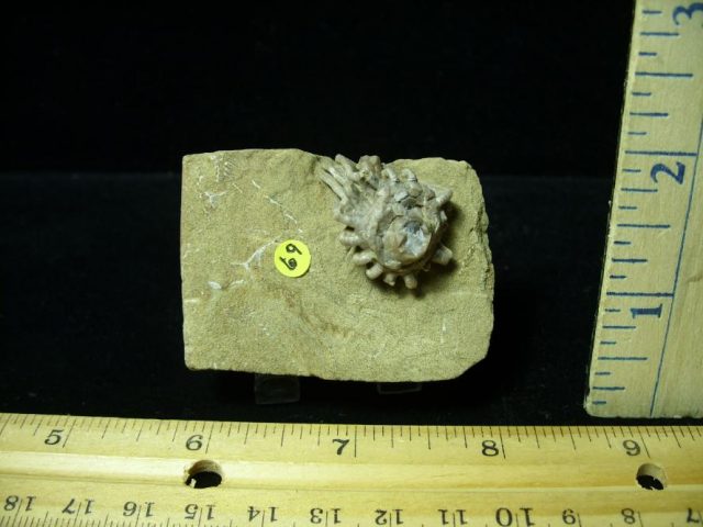 Indiana Fossil Crinoid (100420a)
