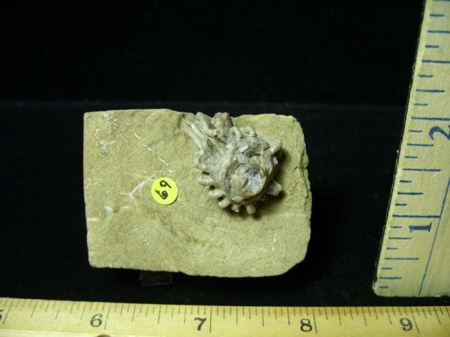 Indiana Fossil Crinoid (100420a) - Image 2