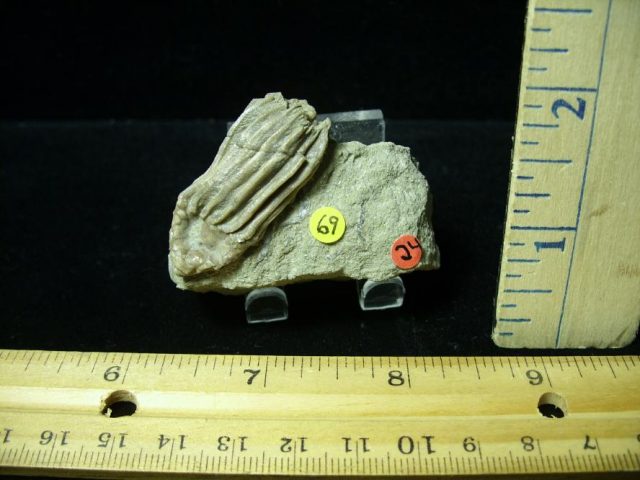 Indiana Fossil Crinoid (100420b)