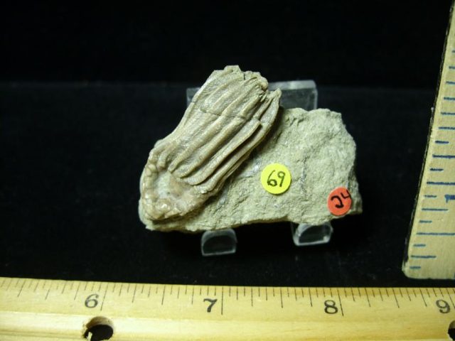 Indiana Fossil Crinoid (100420b) - Image 2