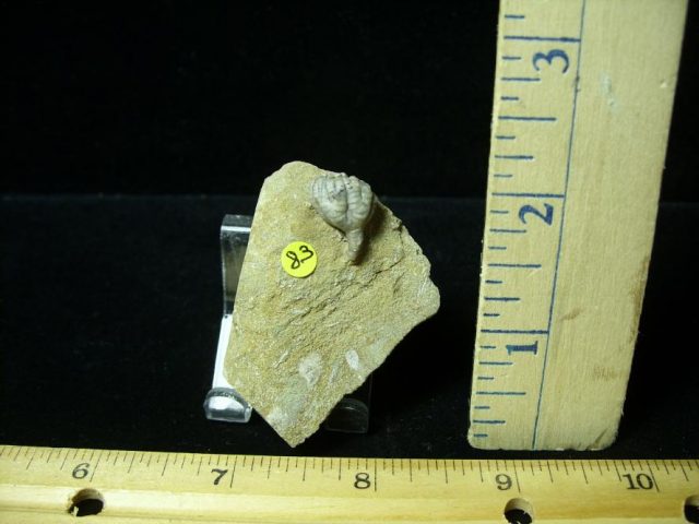 Indiana Fossil Crinoid (100420d)