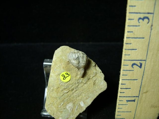 Indiana Fossil Crinoid (100420d) - Image 2