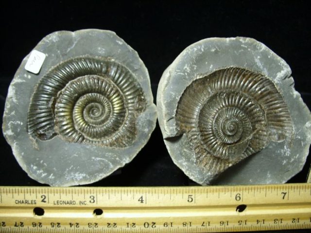 Dactylioceras Ammonite(100320e)