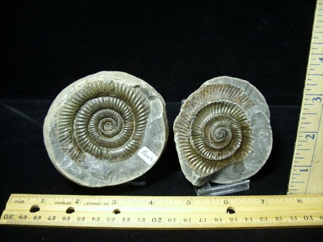 Dactylioceras  Fossil Ammonite(100320f)