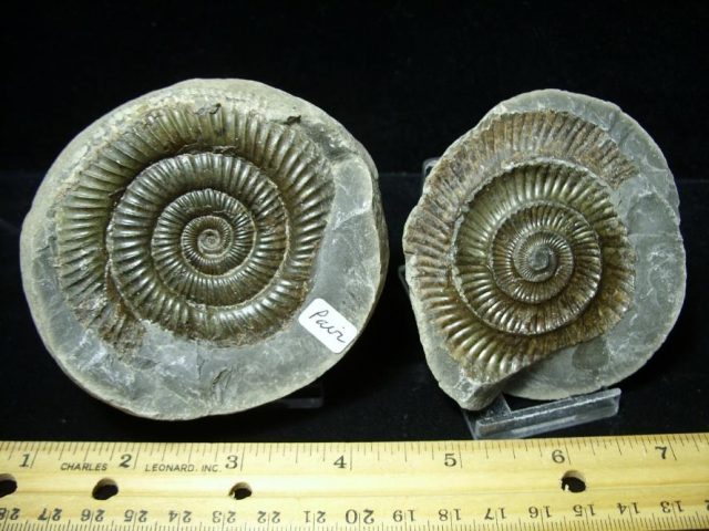 Dactylioceras  Fossil Ammonite(100320f) - Image 2