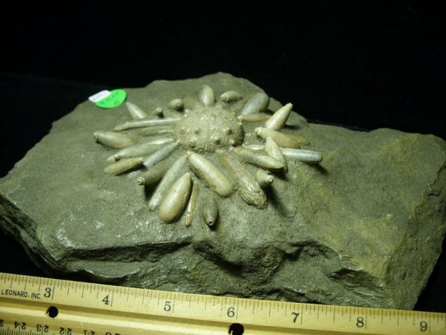 <span style="color: #ff0000;"> *END OF YEAR SPECIAL OFFER*   **SUPER PRICE REDUCTION** Fossil Echinoid with Spines (041620b) - Image 4