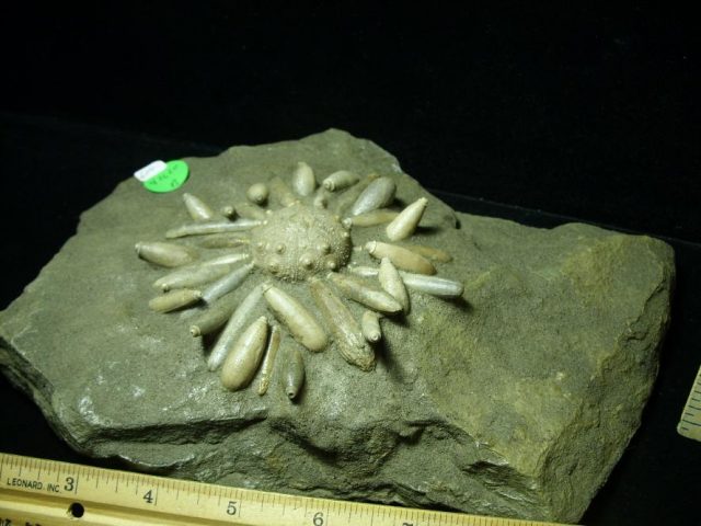 <span style="color: #ff0000;"> *END OF YEAR SPECIAL OFFER*   **SUPER PRICE REDUCTION** Fossil Echinoid with Spines (041620b) - Image 5