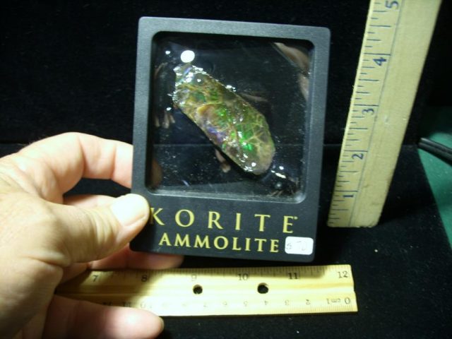 Canadian Ammonite/Ammolite Partial Specimens (100620j) - Image 3