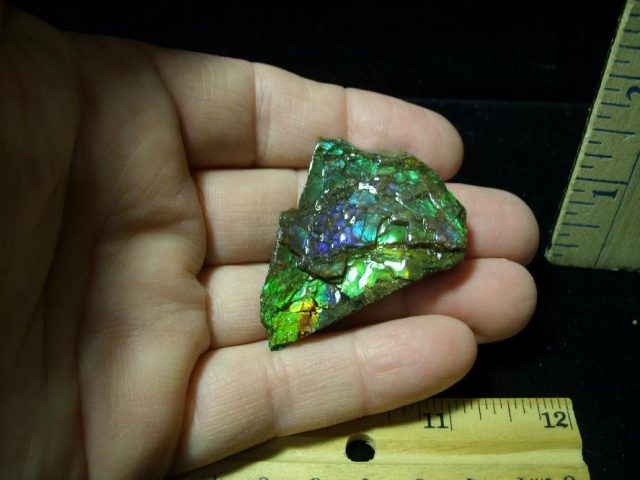 Canadian Ammonite/Ammolite Partial Specimens (100620g)