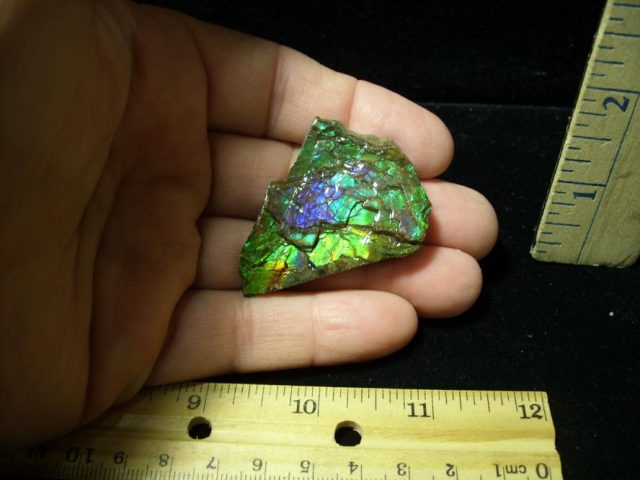 Canadian Ammonite/Ammolite Partial Specimens (100620g) - Image 2