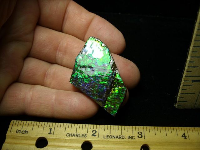 Canadian Ammonite/Ammolite Partial Specimens (100620he)