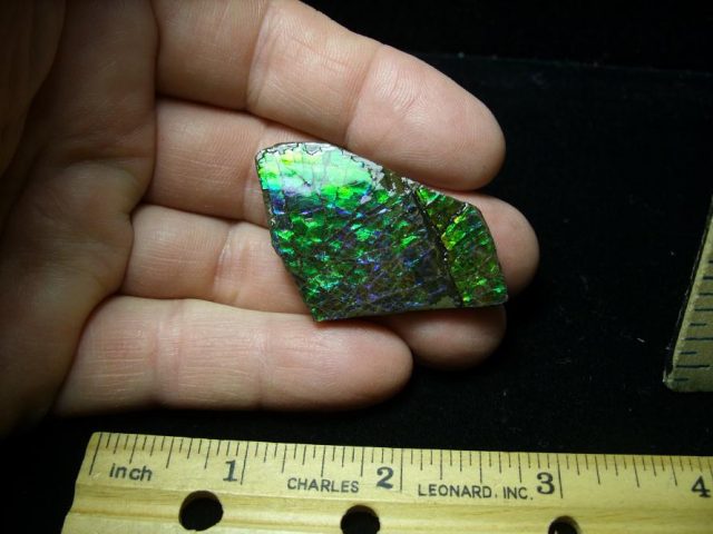 Canadian Ammonite/Ammolite Partial Specimens (100620he) - Image 2