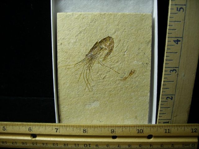 Fossil Shrimp Specimen (101020a)