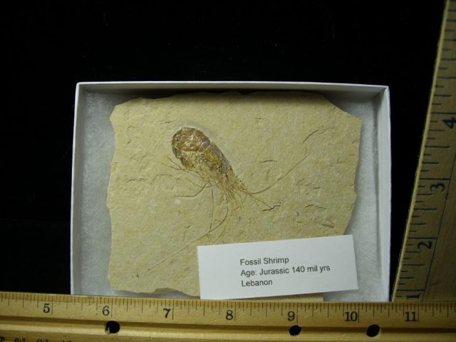 Fossil Shrimp Specimen (101020b)