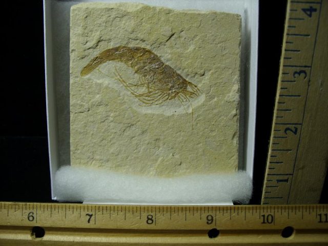 Fossil Shrimp Specimen (101020c)