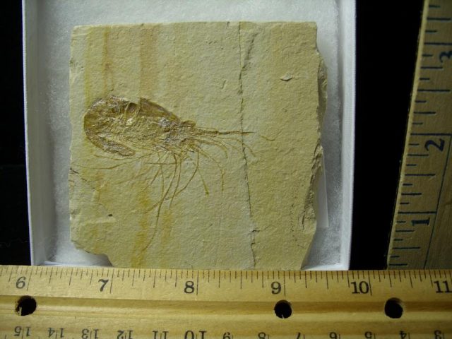 Fossil Shrimp Specimen (101020e)