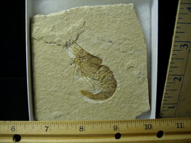 Fossil Shrimp Specimen (101020f)