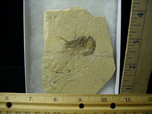 Fossil Shrimp Specimen (101020g)