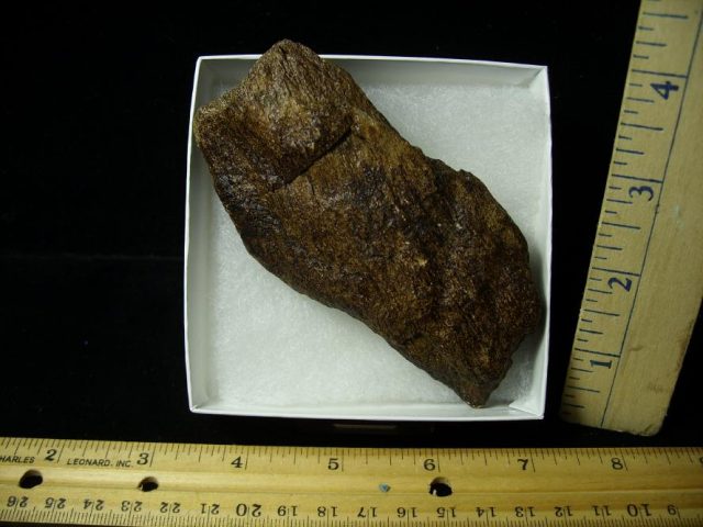 Triceratops Dinosaur Shield Fragment (101220f) - Image 3