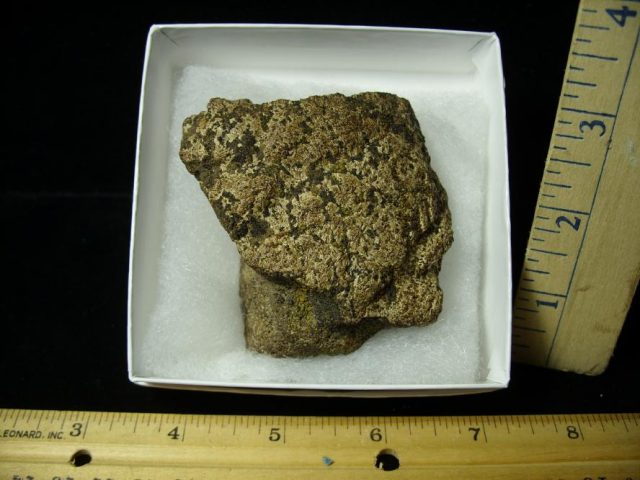 Triceratops Dinosaur Shield Fragment (101220g) - Image 3