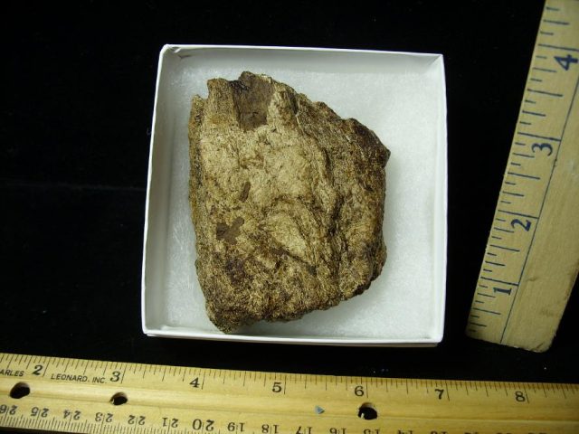 Triceratops Dinosaur Shield Fragment (101220h)