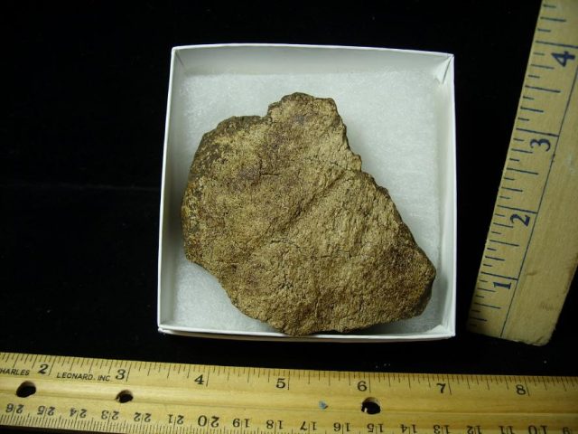 Triceratops Dinosaur Shield Fragment (101220j)