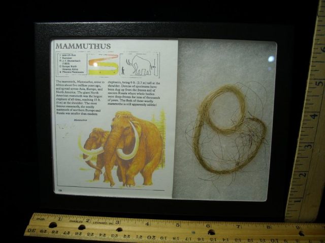 Authentic Mammoth Hair  (101320c)