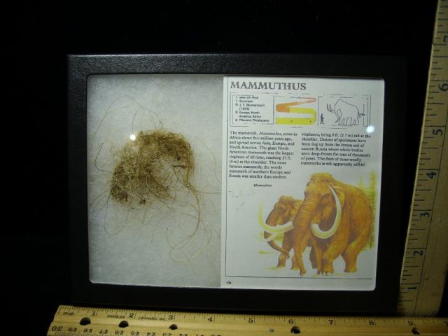 Authentic Mammoth Hair  (101320d)