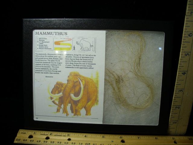 Authentic Mammoth Hair  (101320e)