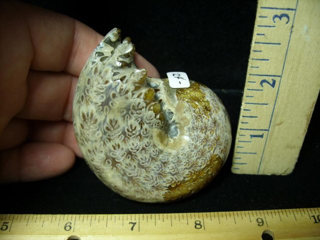 Ammonite Fossil (102220a)