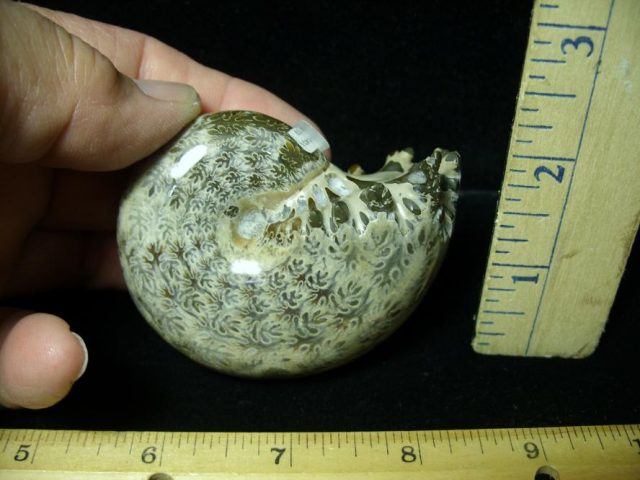 Ammonite Fossil (102220a) - Image 2