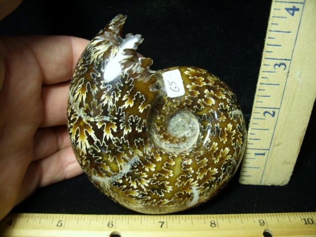 Ammonite Fossil (102220c)