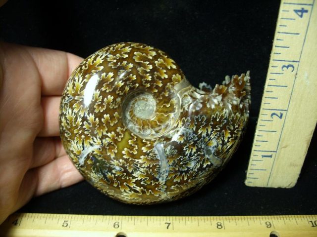 Ammonite Fossil (102220c) - Image 2